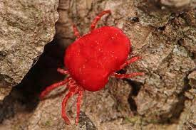 Check spelling or type a new query. How Dangerous Is A Very Tiny Red Spider Quora