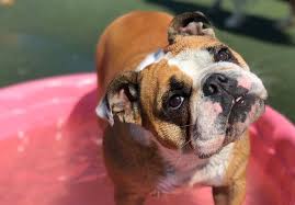 Hours may change under current circumstances Plano Custer Pet Boarding Pet Paradise