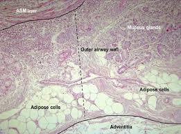 Its main role is to store energy in the form of fat, although it also cushions and insulates the body. Fat Accumulates Inside Lungs Of Overweight People May Cause Asthma Symptoms
