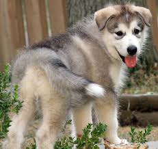Alaskan malamute puppies available for sale in california from top breeders and individuals. Alaskan Malamute Puppies For Sale In Ohio The Y Guide