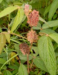 Image result for Flemingia