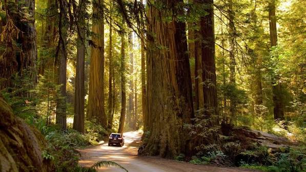 Visit Eureka: 2026 Travel Guide for Eureka, California | Expedia