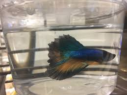 Petco Had Some Nice Bettas Yesterday Bettafish