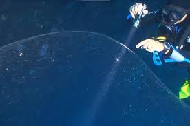 Of course, this sea snot is something that is caused over a few years. Blobs Of Squid Mucus With Hundreds Of Thousands Of Embryos Found Near Norway Science Times