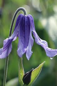 Image result for Clematis simensis