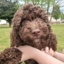 Welcome to nc doodle puppies. Belleauwood Labradoodles Australian Labradoodle Puppies Raleigh North Carolina Belleauwood Labradoodles