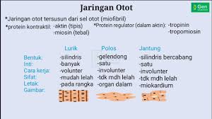Jaringan Otot Youtube
