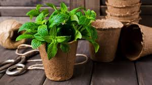 Maybe you would like to learn more about one of these? How To Plant Mint Growing Mint Mentha At Home 2021 Masterclass