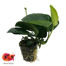 Image result for Astropanax barteri