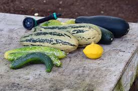Zucchini ist eine beliebte gemüsepflanze, die vielen speisen den besonderen kulinarischen schliff verleiht. Zucchini Anzucht Und Pflege Im Garten Oder Hochbeet