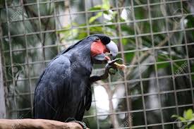 Serving as the senior rda commander during the pandoran war, he directed the destruction of the omaticaya clan's hometree and led secops forces in the assault on the tree of souls. Green Dark Background Of Parrot Zoom On Face Close Up Wildlife Stock Photo Picture And Royalty Free Image Image 5424556