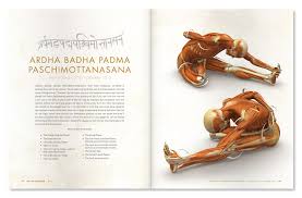 The Daily Bandha Refining Your Forward Bends With The Tfl Forward Bend Subscapularis Muscle Biomechanics