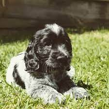 Maybe you would like to learn more about one of these? 45 Cocker Spaniel Mischlingsrassen Hunde Zentrale