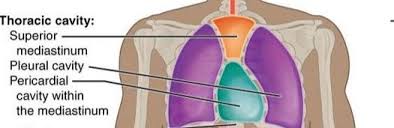 Check spelling or type a new query. Body Cavities And Membranes Scientist Cindy