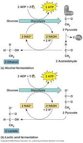 Cellular Respiration Glycolysis Krebs Cycle Electron