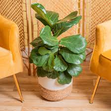 Image result for Ficus