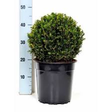 Taxus Baccata 39 Kugel 39 X2f Heimische Eibe 39 Kugel 39 25 30 Cm Container Baumschule Newgarden Baumschule Heckenpflanzen Pflanzen