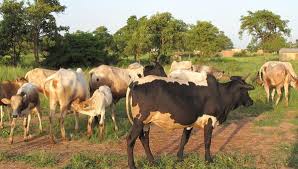 African Livestock 39 Top In Greenhouse Gas Emissions 39 Scidev Net Greenhouse Gas Emissions Livestock Greenhouse Gases