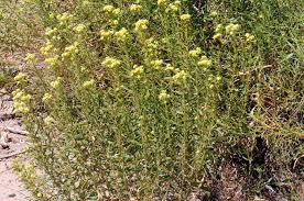 Image result for Isonema infundibuliflorum