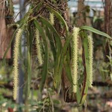 Image result for Diaphananthe fragrantissima