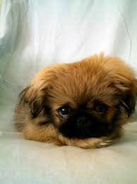 Black And White Pekingese Puppies Pekingese Puppy Lulu 3 Months Pekingese Puppies Puppies Pekingese