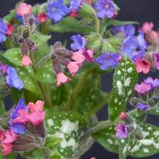 Buy trevi fountain lungwort online. Pulmonaria Plants And Species Nurseries Online