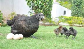 Bird Eggs For Sale In India Black Chicken With Eggs And Chicks Black Chickens Livestock Farming Chickens For Sale