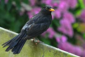 Bulu burung betina seluruhnya berwarna hijau, sedangkan bulu jantan tedapat warna merah di bagian dahi dan lorus serta lingkar matanya. Burung Hitam Burung Hewan Paruh Mata Berbingkai Kuning Bulu Bulu Burung Sayap Ekor Bertengger Pagar Pikist