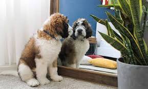 Maybe you would like to learn more about one of these? Saint Berdoodle 9 Things To Know Before Buying Perfect Dog Breeds