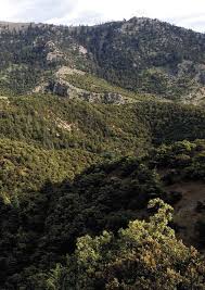 Image result for Thesium wilczekianum