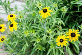 At the center of these petals is a dark, brownish tube. Black Eyed Susans Plant Care Growing Guide
