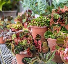 Image result for Begonia nyassensis