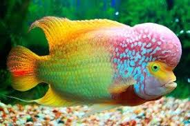 Tetapi ikan hias air tawar ini tidak hanya dipelihara saja, kini banyak juga orang yang membudidayakannya dan menjadikannya salah satu karena selain termasuk pada jenis ikan hias air tawar, ikan cupang juga merupakan ikan aduan. Ikan Hias Air Tawar Tercantik Di Dunia Binatang Makhluk Laut Ikan
