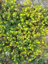 Image result for Trifolium campestre