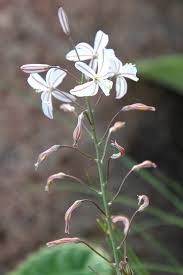 Image result for Schizocarphus nervosus