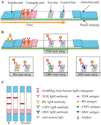 Lateral flow tests are also available and in development for biowarfare agents and pathogens such as anthrax, smallpox, avian influenza, and other potential biological weapons. Gold Magnetic Nanoparticle Conjugate Based Lateral Flow Assay For The Detection Of Igm Class Antibodies Related To Torch Infections