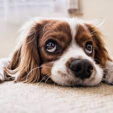 Why Do Dogs Have Whiskers Over Their Eyes Dog Discoveries