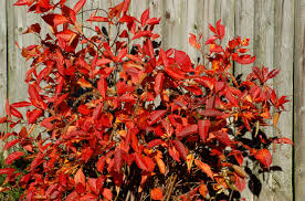 How to use promenade in a sentence. 12 Great Shrubs And Vines For Fall Color