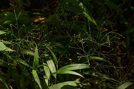 Image result for Isachne mauritiana