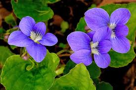 Pictures Of Nj State Flower Image Search Results Flower Images Flowers Beautiful Flowers