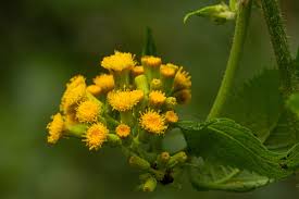 Image result for Crassocephalum paludum