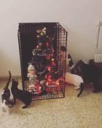 The Only Way To Keep A Christmas Tree When You Have Cats Lolsnaps Best Funny Pictures Meowy Christmas Funny Meme Pictures
