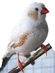 A gray zebra finch male and a continental cfw zebra finch female starting a new nest. Finch Or Canary What S The Difference Pet Birds By Lafeber Co