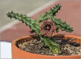 Image result for Huernia volkartii