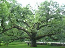 old oak bedford were i grew up bedford bedford new york tree old oak bedford were i grew up