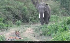 Elephant Comes Across Tiger While ...