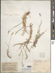 Image result for Cenchrus geniculatus