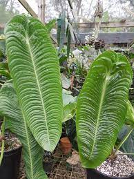 Anthurium Veitchii From Nse Tropicals Elephantearsandtropicals Anthurium Veitchii From Nse Tropicals Plants Unusual Plants Foliage Plants