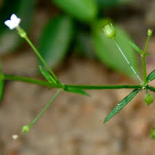 Image result for Oldenlandia herbacea