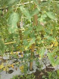 Pengaruh matahari pada warna hijau daun matahari adalah sumber energi bagi seluruh makhluk hidup di dunia, terutama karena matahari adalah sumber energi yang tak terbatas. Penyebab Daun Berwarna Kuning Bopengan Kering Kecokelatan Hitam Seperti Terbakar Tips Petani